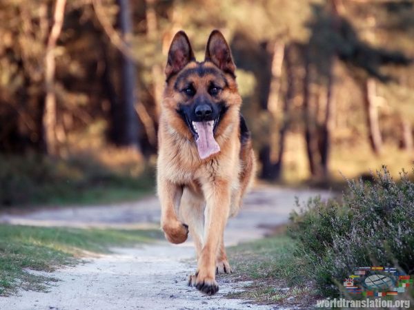 Немецкая овчарка Немецкая овчарка